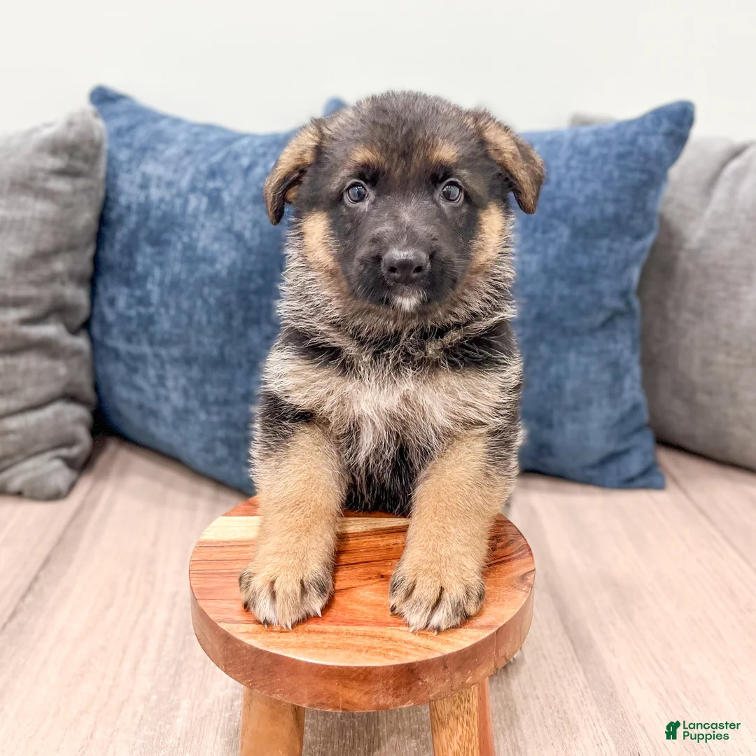 German Shepherd dogs for sale: Kaden - Ad 2