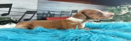Dachshund dogs for sale: Nationwide delivery. Sugar pies red and white boy - Ad 4