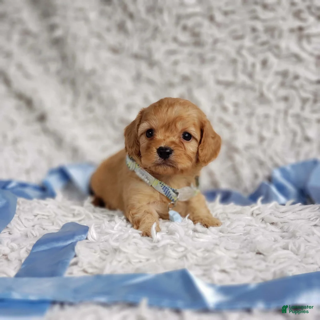 Cavapoo dogs for sale: Liam - Ad 7