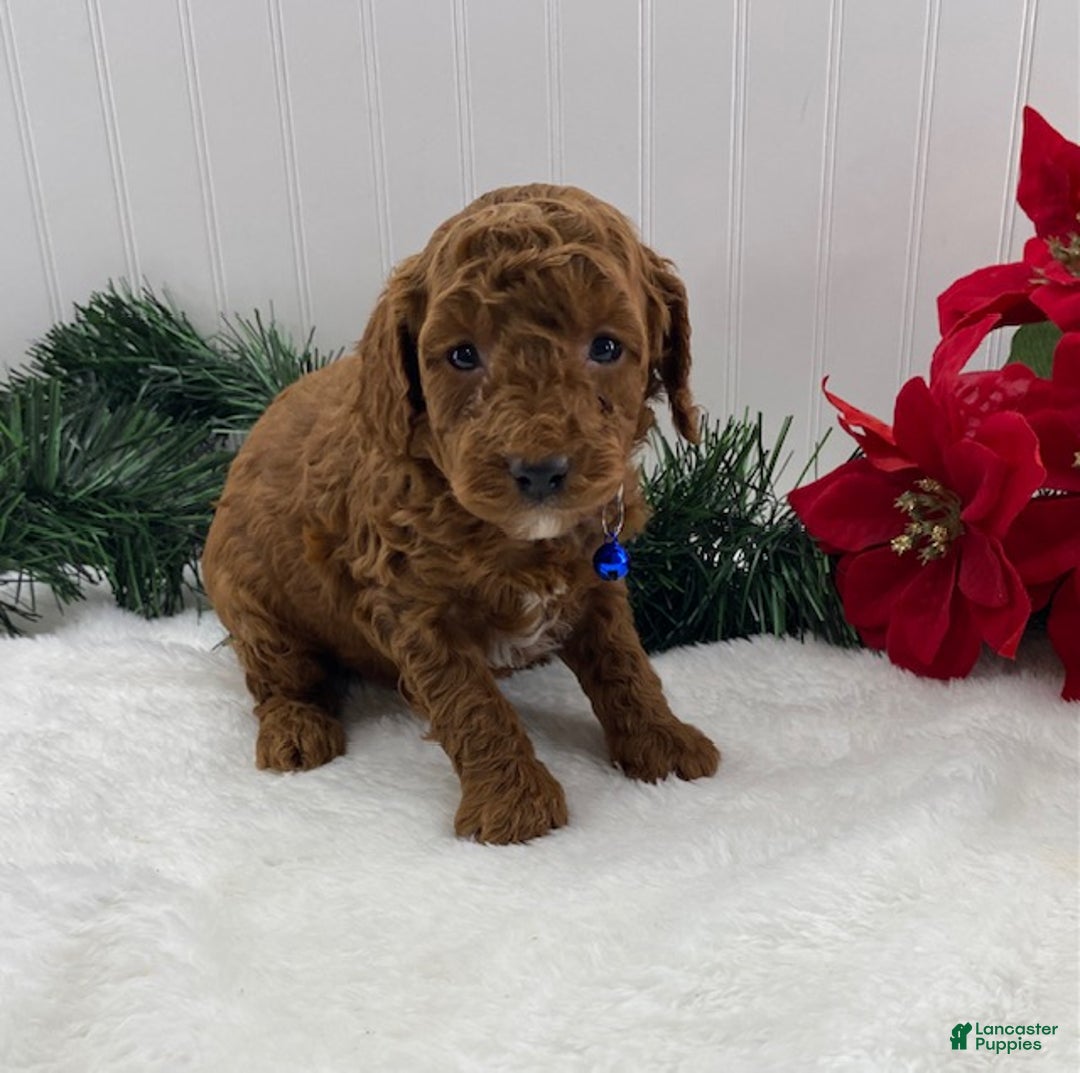 Toy Poodle dogs for sale: Teddy - Ad 3