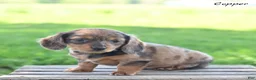 Miniature Dachshund dogs for sale: Copper - Ad 3