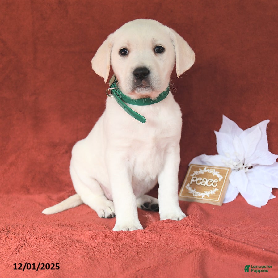 Labrador Retriever dogs Elaine - Ad 26
