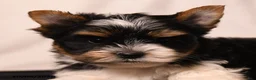 Biewer Terrier dogs for sale: Pixie - Ad 2