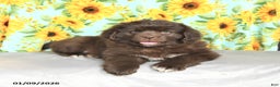 Newfoundland dogs for sale: Snickers - Ad 3
