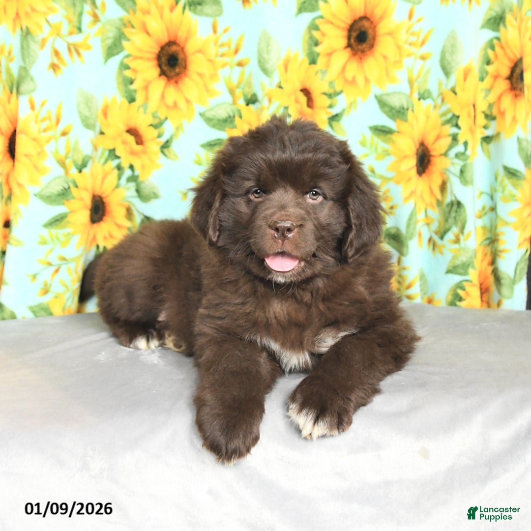 Newfoundland dogs for sale: Snickers - Ad 3