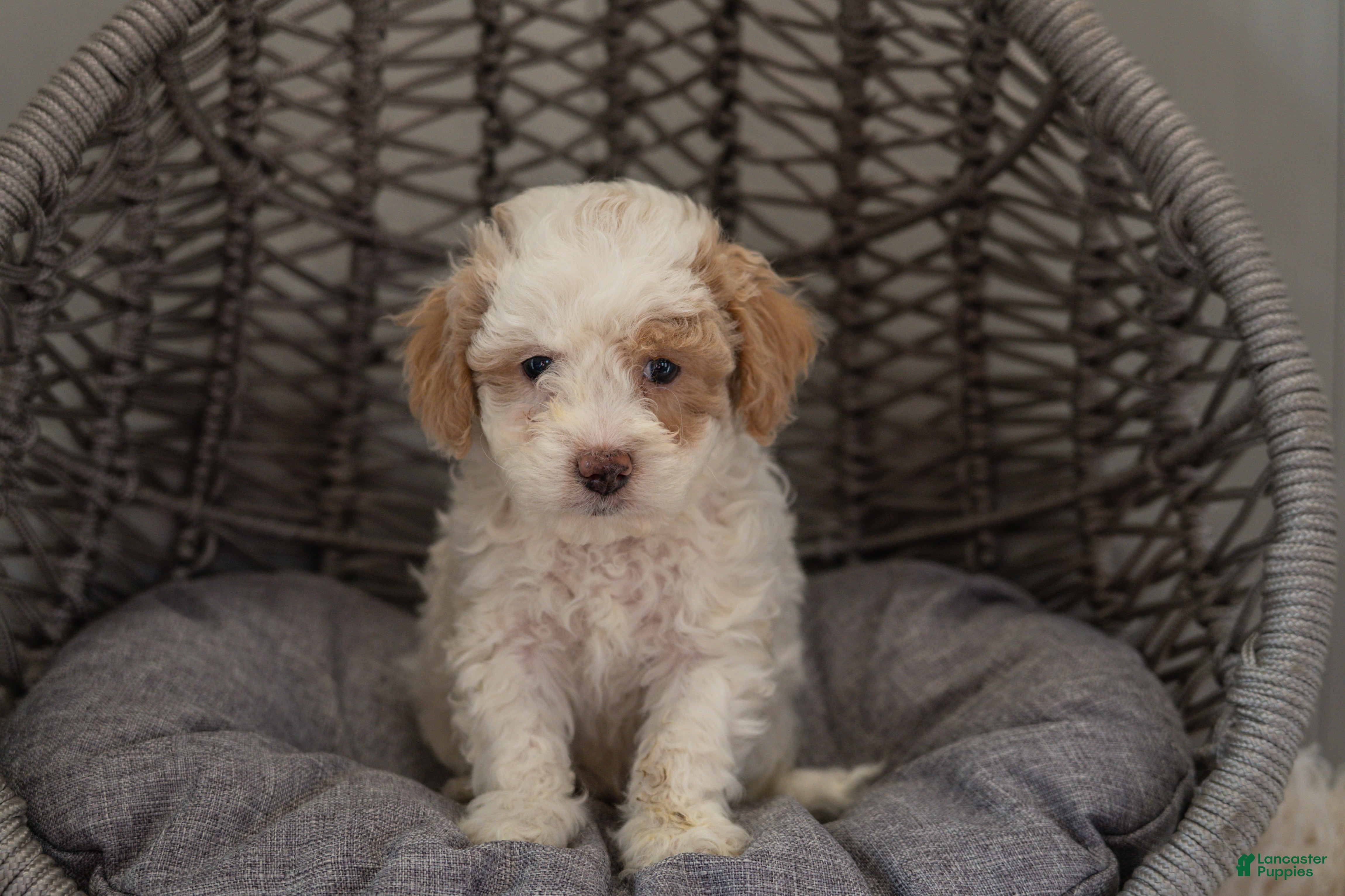 Cockapoo dogs Luna - Ad 1