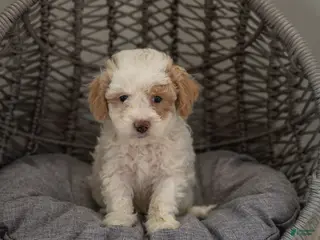 Cockapoo dogs for sale: Luna - Ad 1