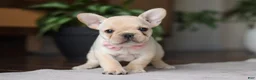French Bulldog dogs for sale: Hazel - Ad 3