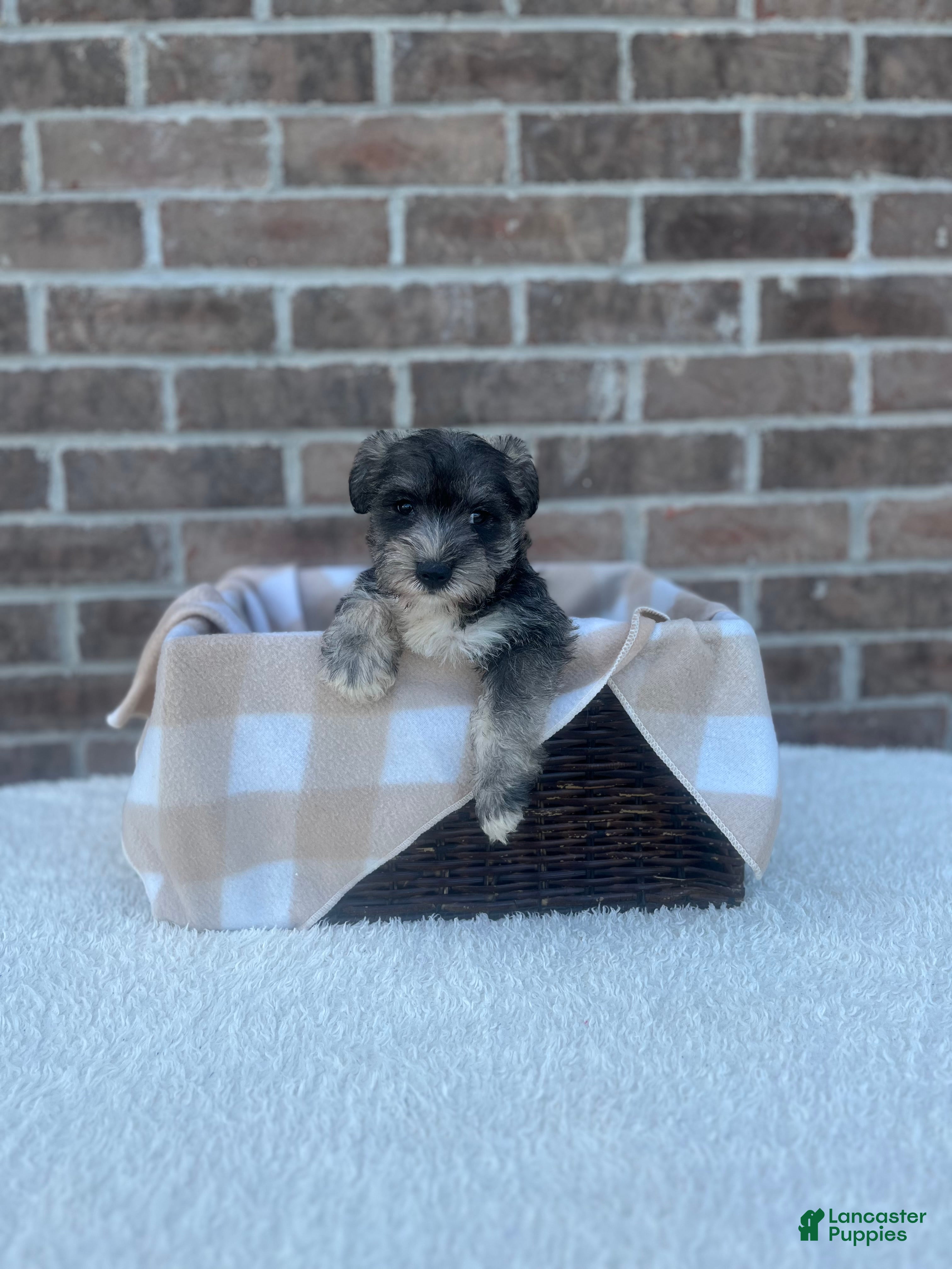 Miniature Schnauzer dogs Star - Ad 20