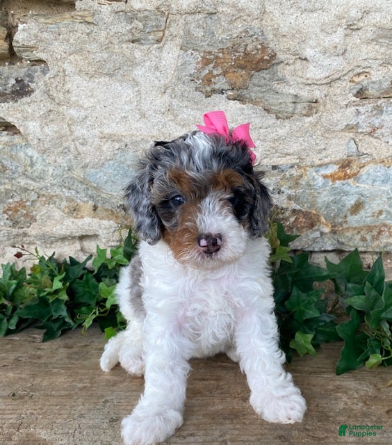 Mini Bernedoodle dogs Jade - Ad 2