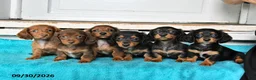 Miniature Dachshund dogs for sale: Cora  - Ad 5