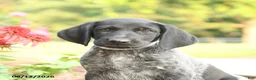 German Shorthaired Pointer dogs for sale: Amos - Ad 5