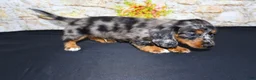 Miniature Dachshund dogs for sale: Avery - Ad 3
