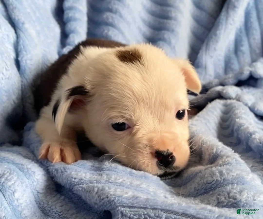 Mixed Breed dogs for sale: Lily - Ad 3