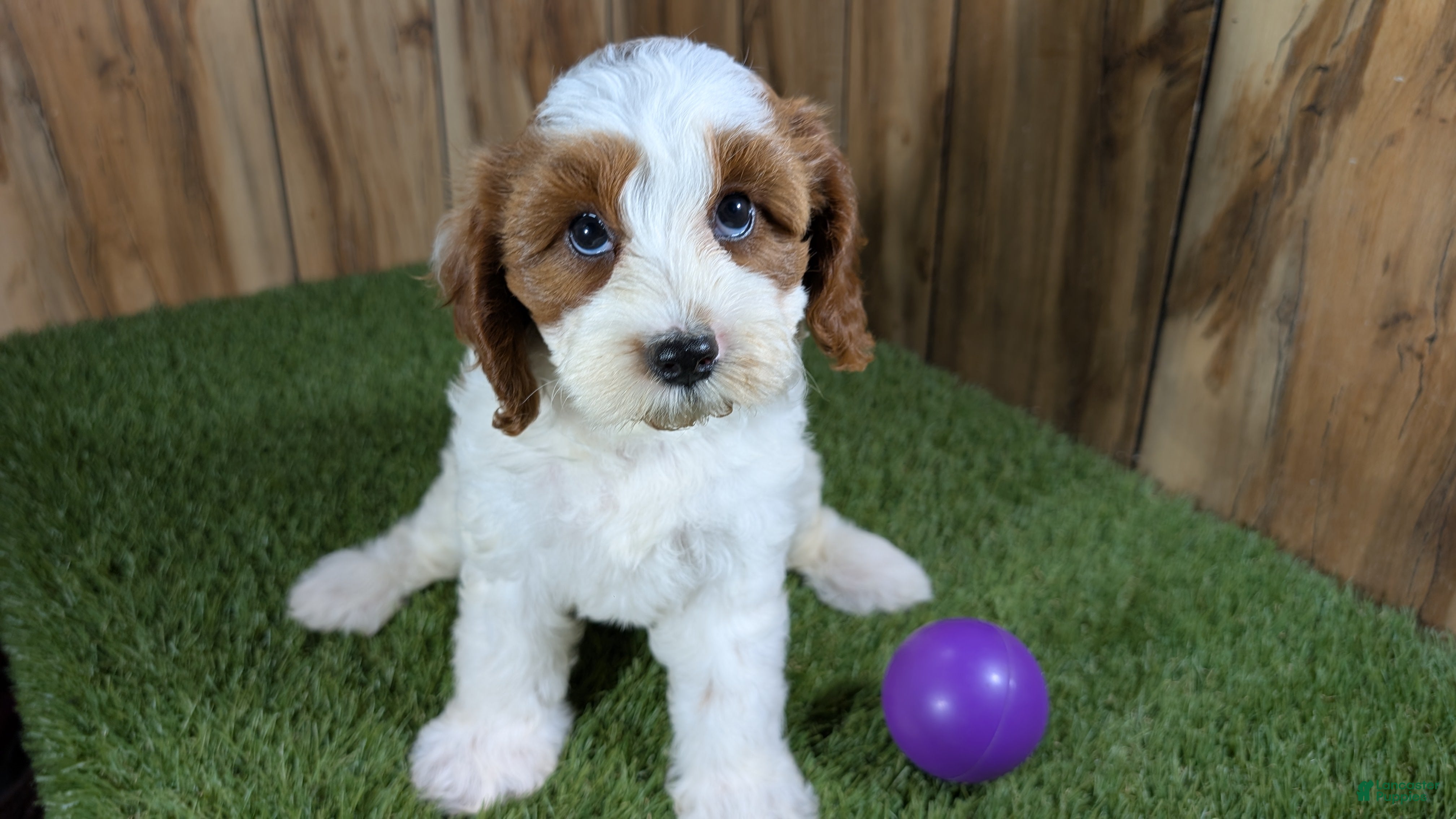 Cavapoo dogs LaRaes Girl - Ad 1