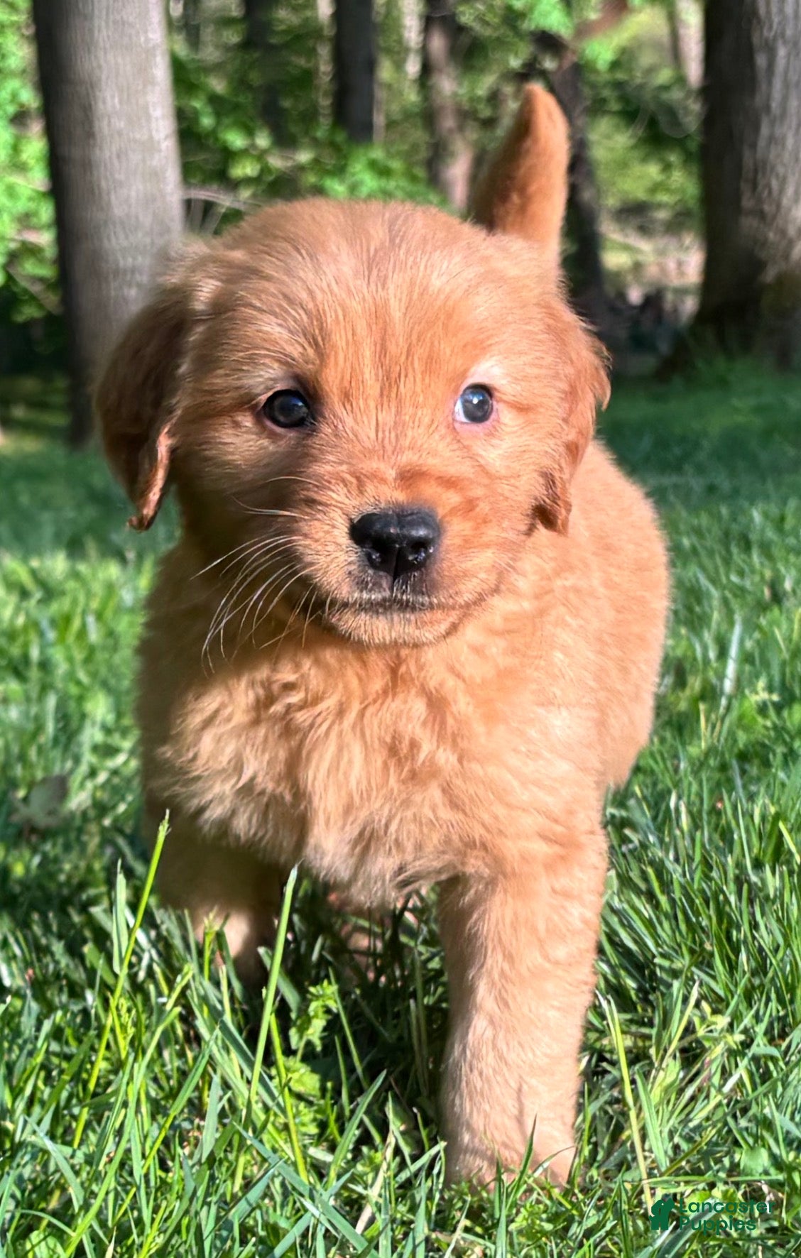 Golden Retriever dogs Golden Retriever Puppy 3 - Ad 1