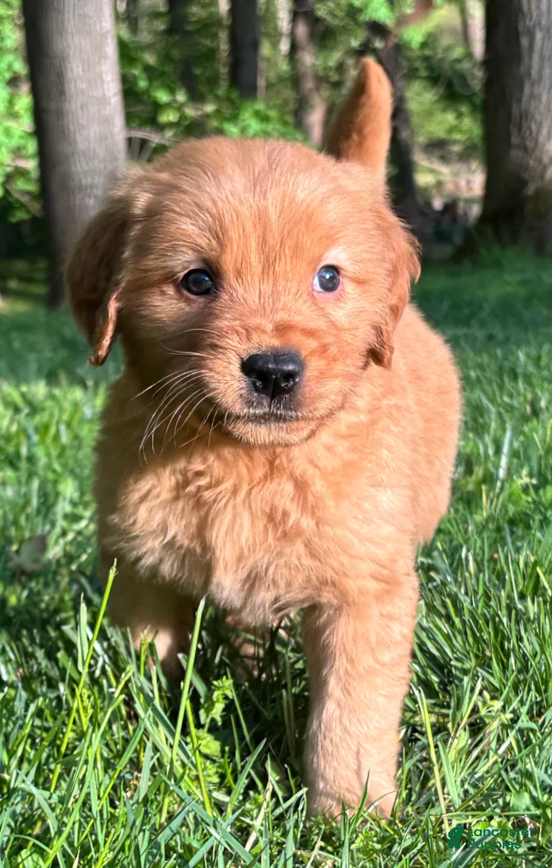 Golden Retriever dogs for sale: Golden Retriever Puppy 3 - Ad 1