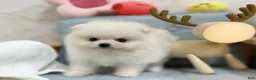 Pomeranian dogs for sale: Larry - Ad 3