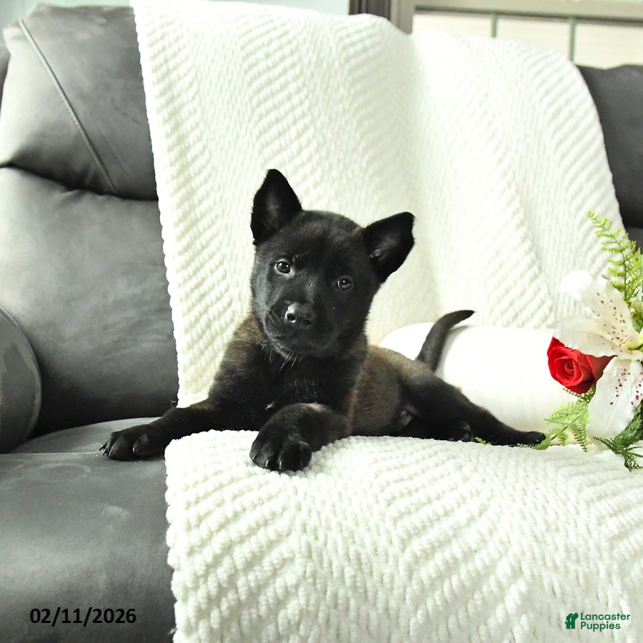 Belgian Malinois dogs Bear - Ad 8