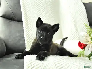 Belgian Malinois dogs Bear - Ad 8