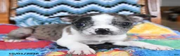 Boston Terrier dogs for sale: Harley - Ad 3