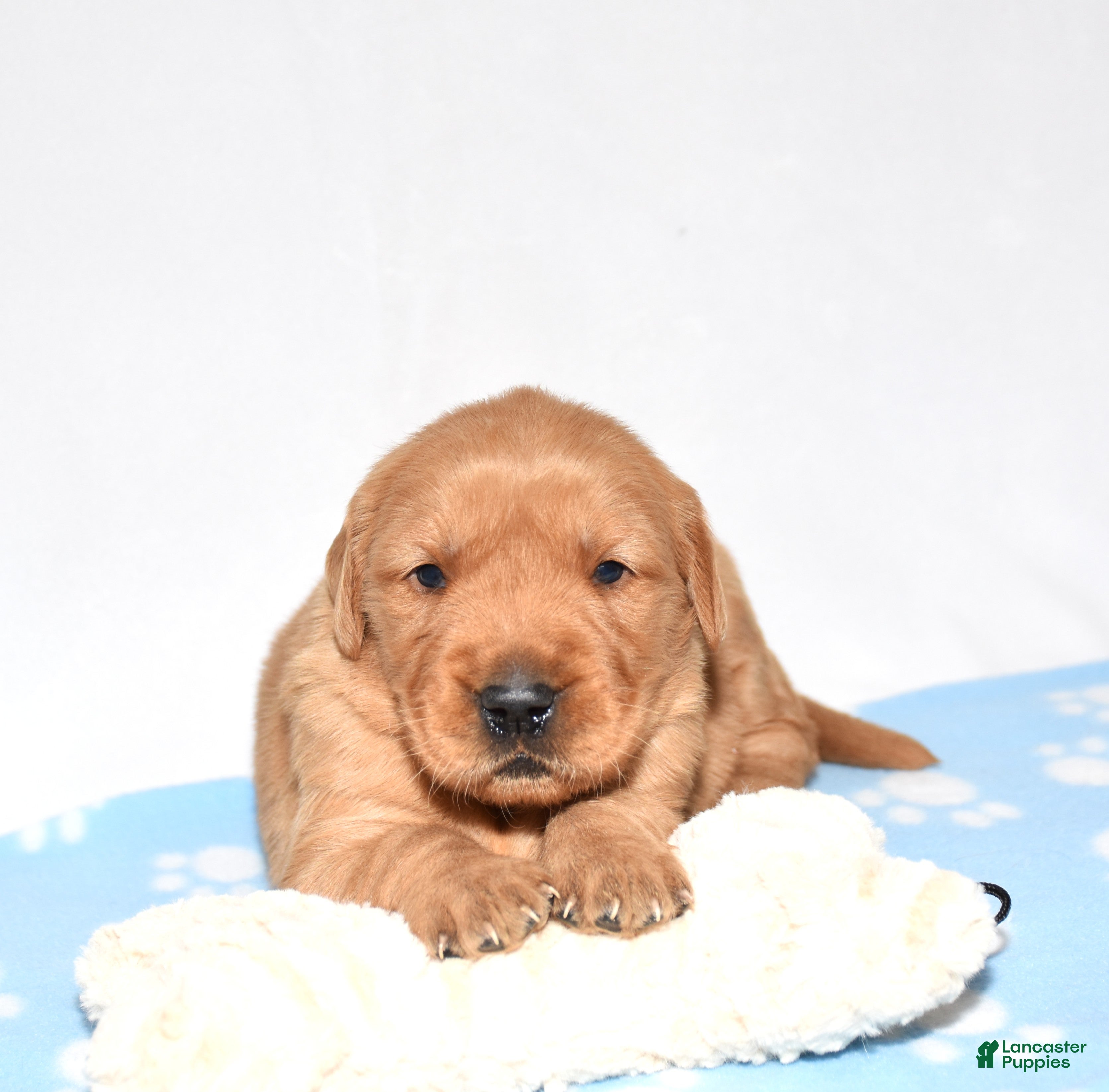 Golden Retriever dogs Annabella - Ad 2