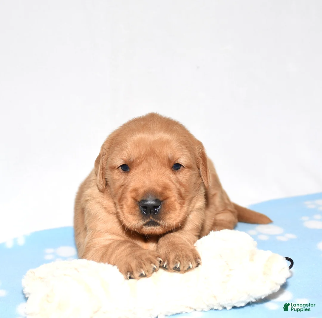 Golden Retriever dogs for sale: Annabella - Ad 2