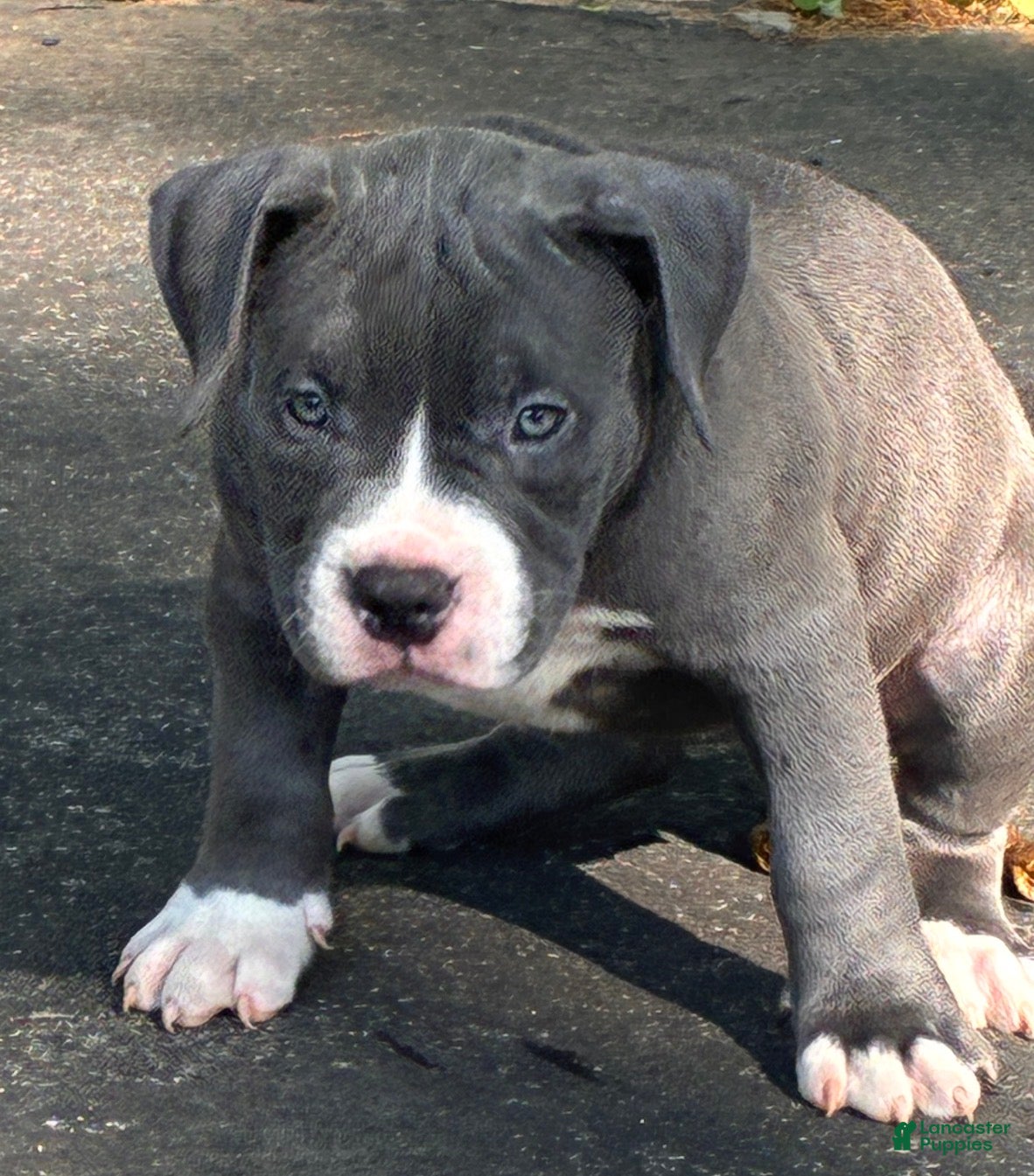 American Bully dogs Princess  - Ad 2