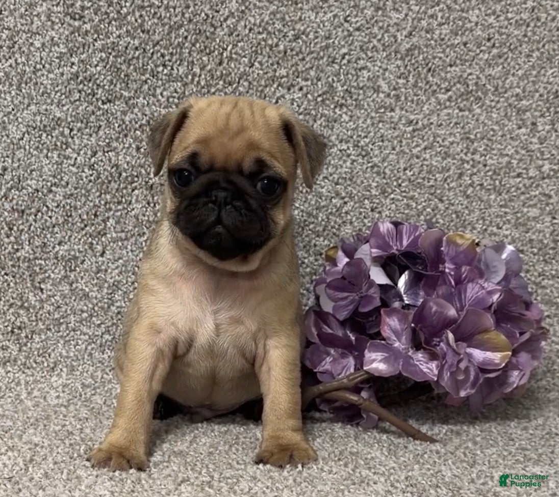 Pug dogs Danny - Ad 2