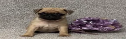 Pug dogs for sale: Danny - Ad 2