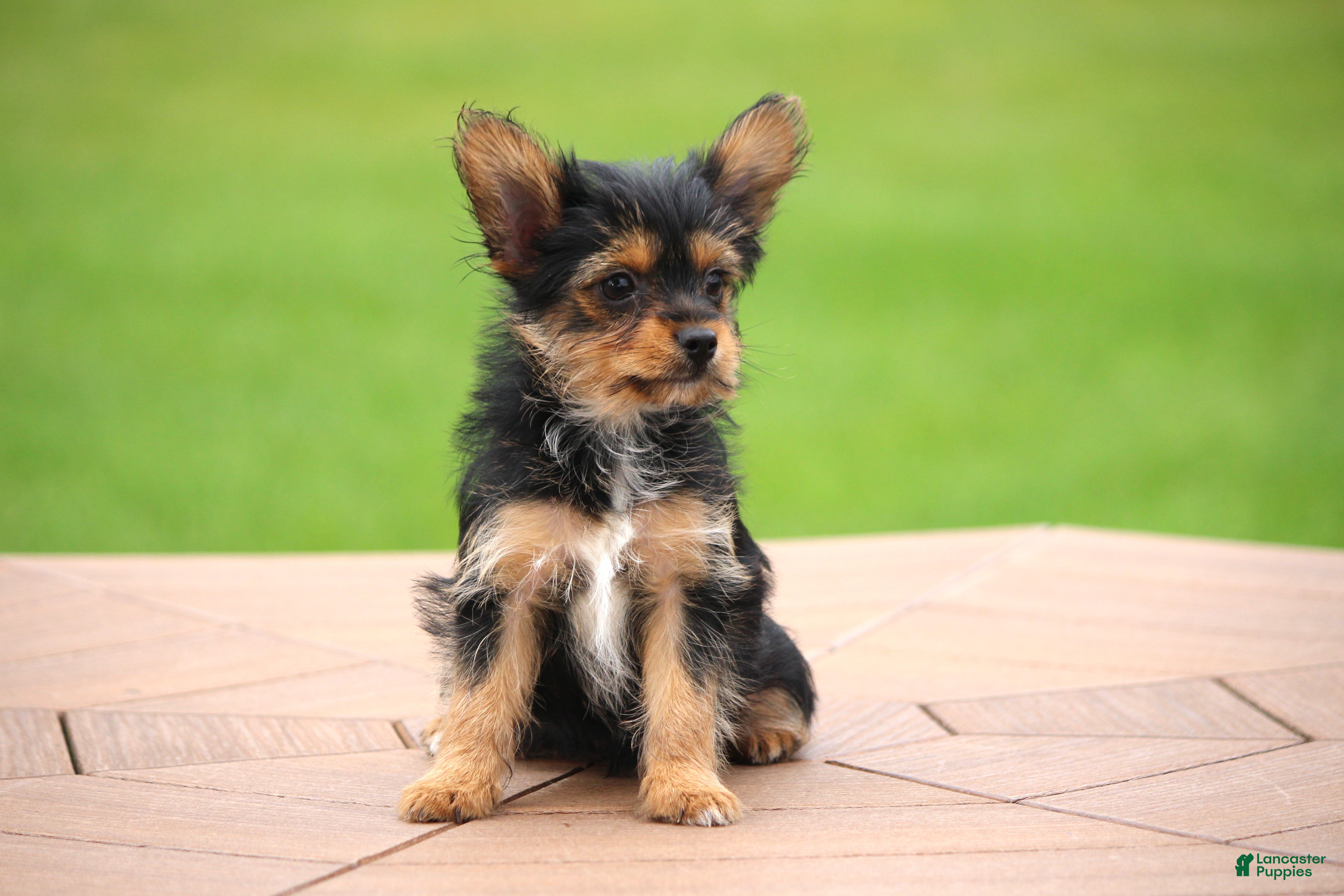 Yorkshire Terrier dogs Cairo - Ad 1