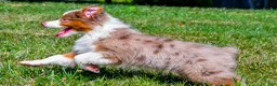 Miniature Australian Shepherd dogs for sale: Noah - Ad 11