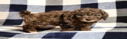 Miniature Poodle dogs for sale: Maggie - Ad 5