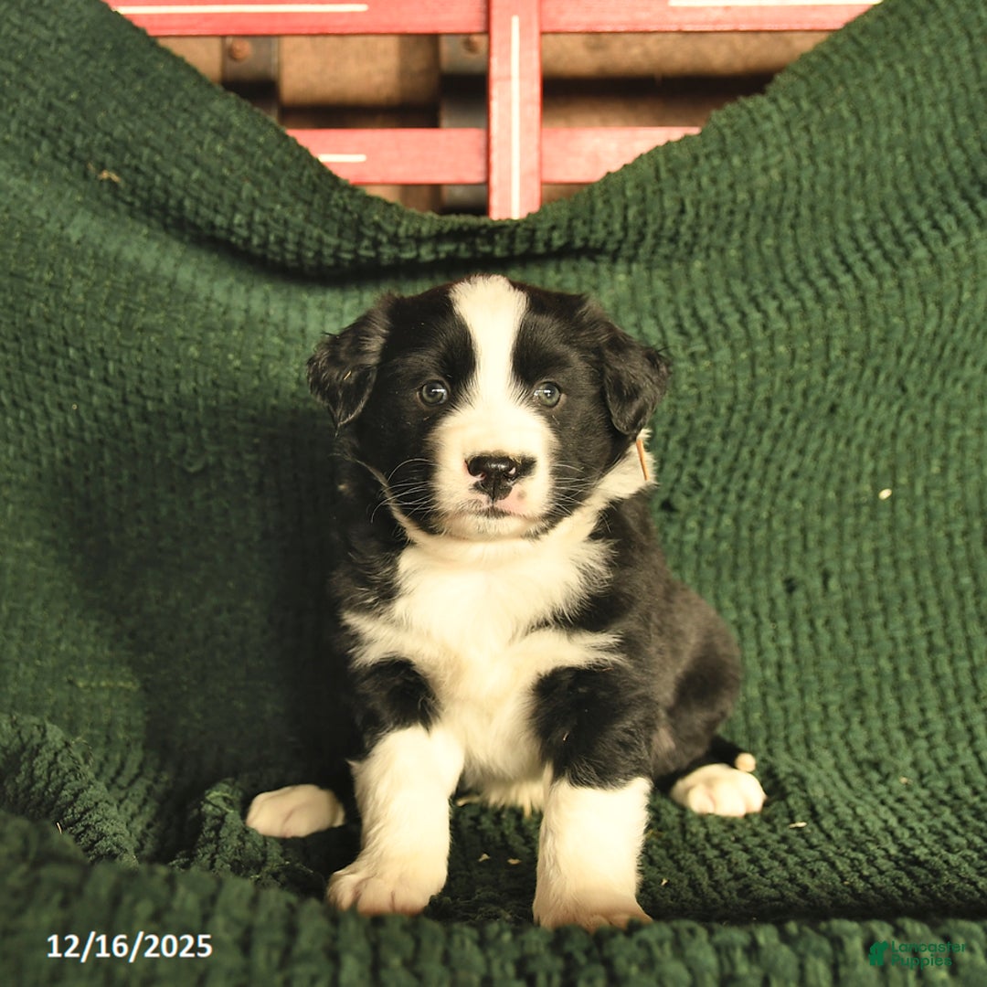 Australian Shepherd dogs for sale: Josh  - Ad 1