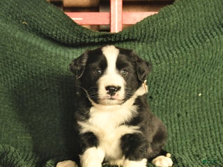 Australian Shepherd dogs Josh - Ad 32