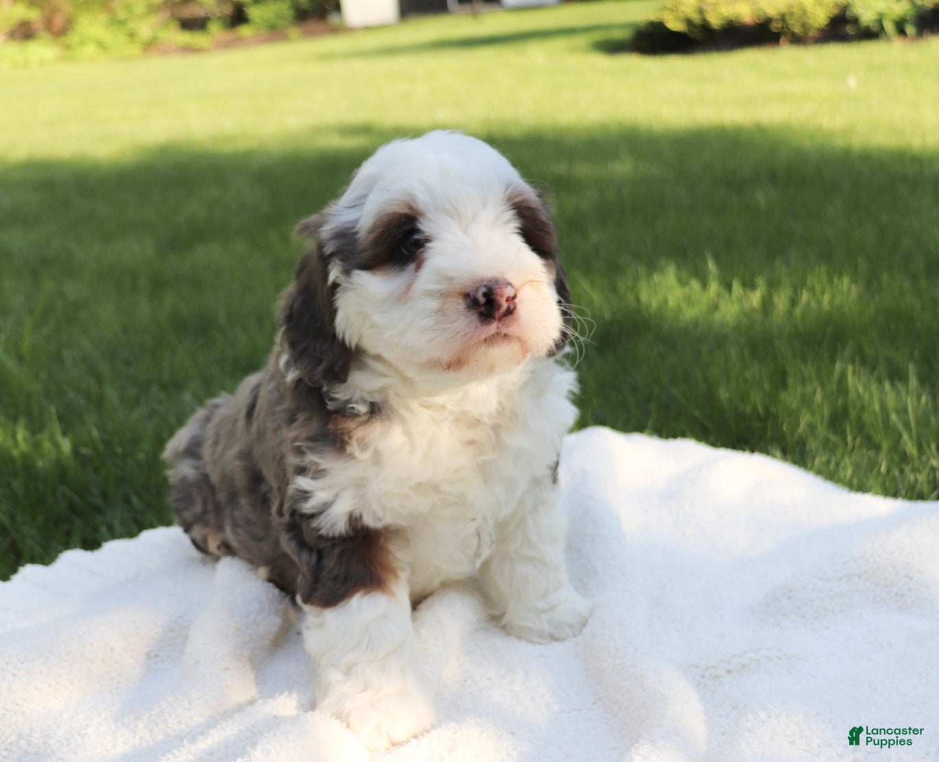 Mini Bernedoodle dogs Trixie - Ad 2