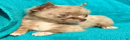 Chihuahua dogs for sale: Merle  - Ad 1