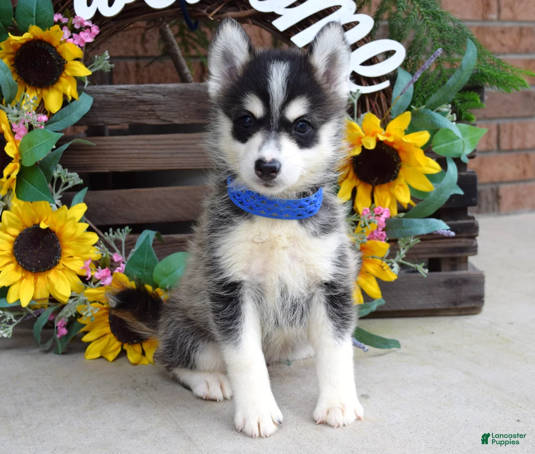 Pomsky dogs for sale: Parker  - Ad 9