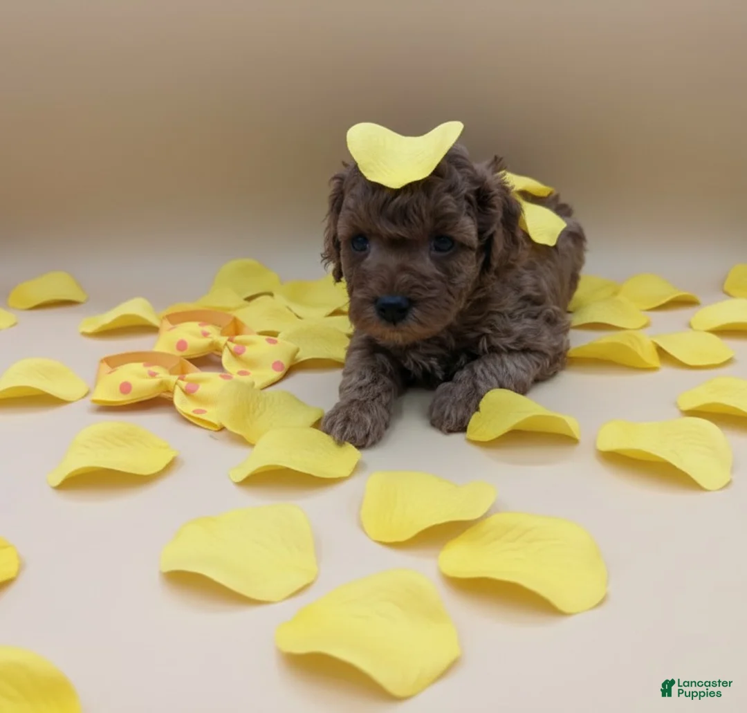 Toy Poodle dogs for sale: Toy Poodle Puppy 4 - Ad 4