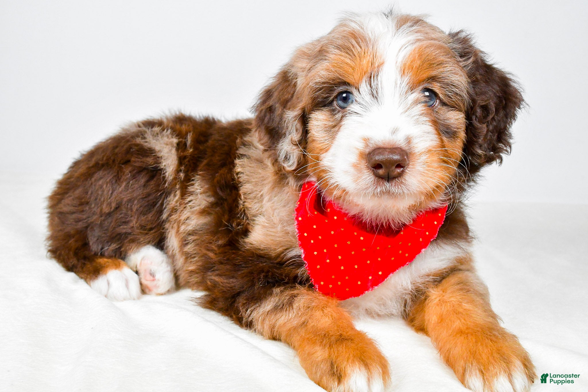 Aussiedoodle dogs Bear - Ad 2