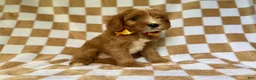 Cavapoo dogs for sale: Marshall - Ad 8