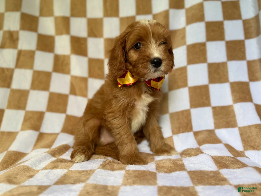 Cavapoo dogs for sale: Marshall - Ad 8