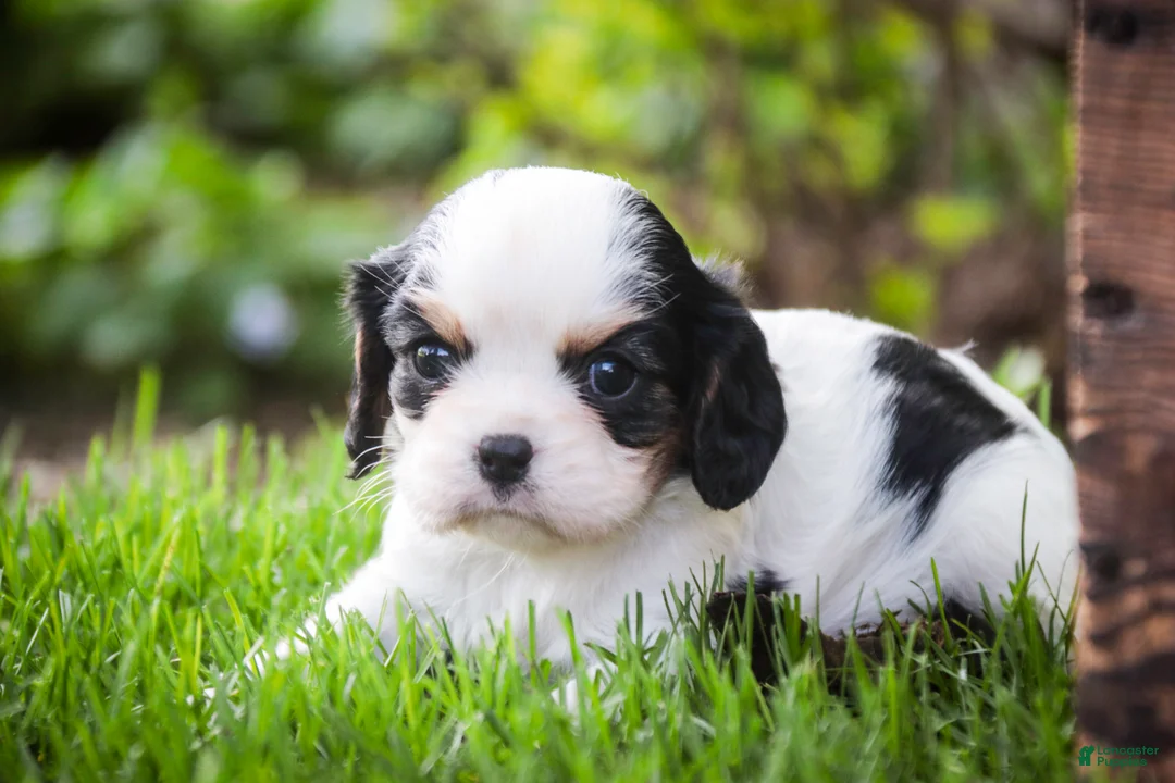 Cavalier King Charles Spaniel dogs for sale: Dottie - Ad 1