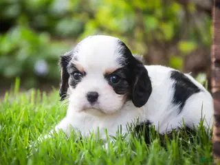 Cavalier King Charles Spaniel dogs for sale: Dottie - Ad 1
