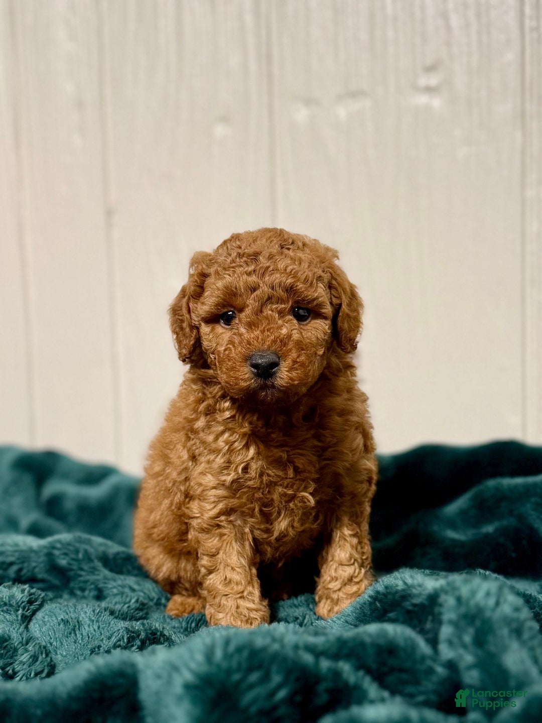 Mini Goldendoodle dogs for sale: Joy - Ad 4