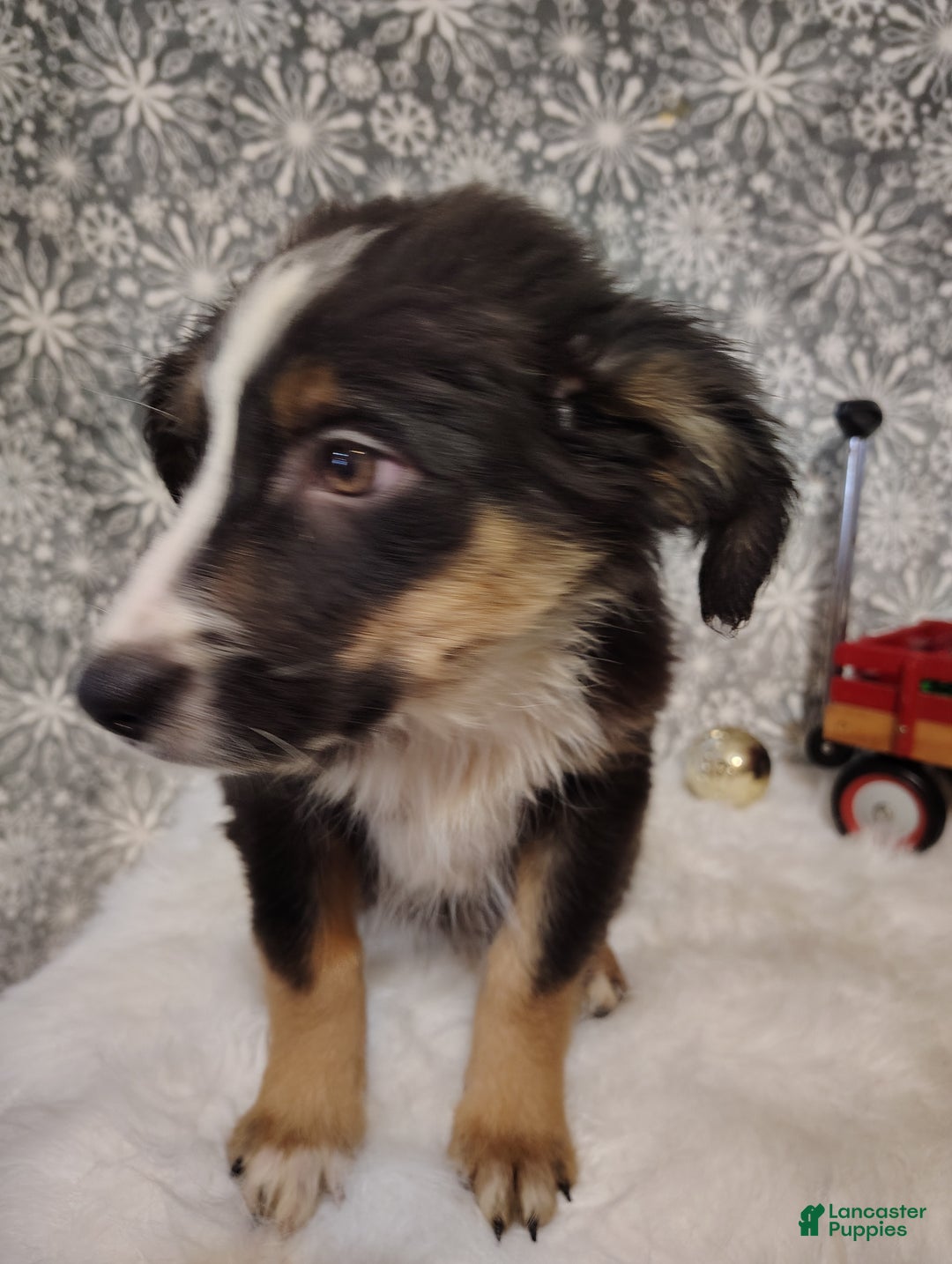 Australian Shepherd dogs for sale: Espresso - Ad 2