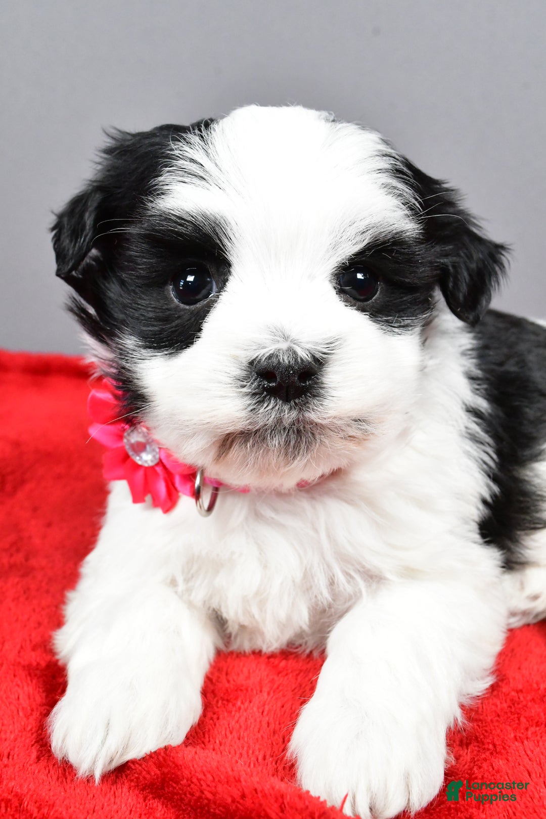 Havanese dogs for sale: Daliah - Ad 4