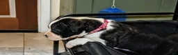 Presa Canario dogs for sale: Mr Neon  - Ad 38