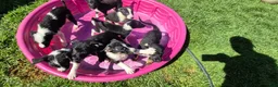 Mixed Breed dogs for sale: Mixed Breed 2 - Ad 2