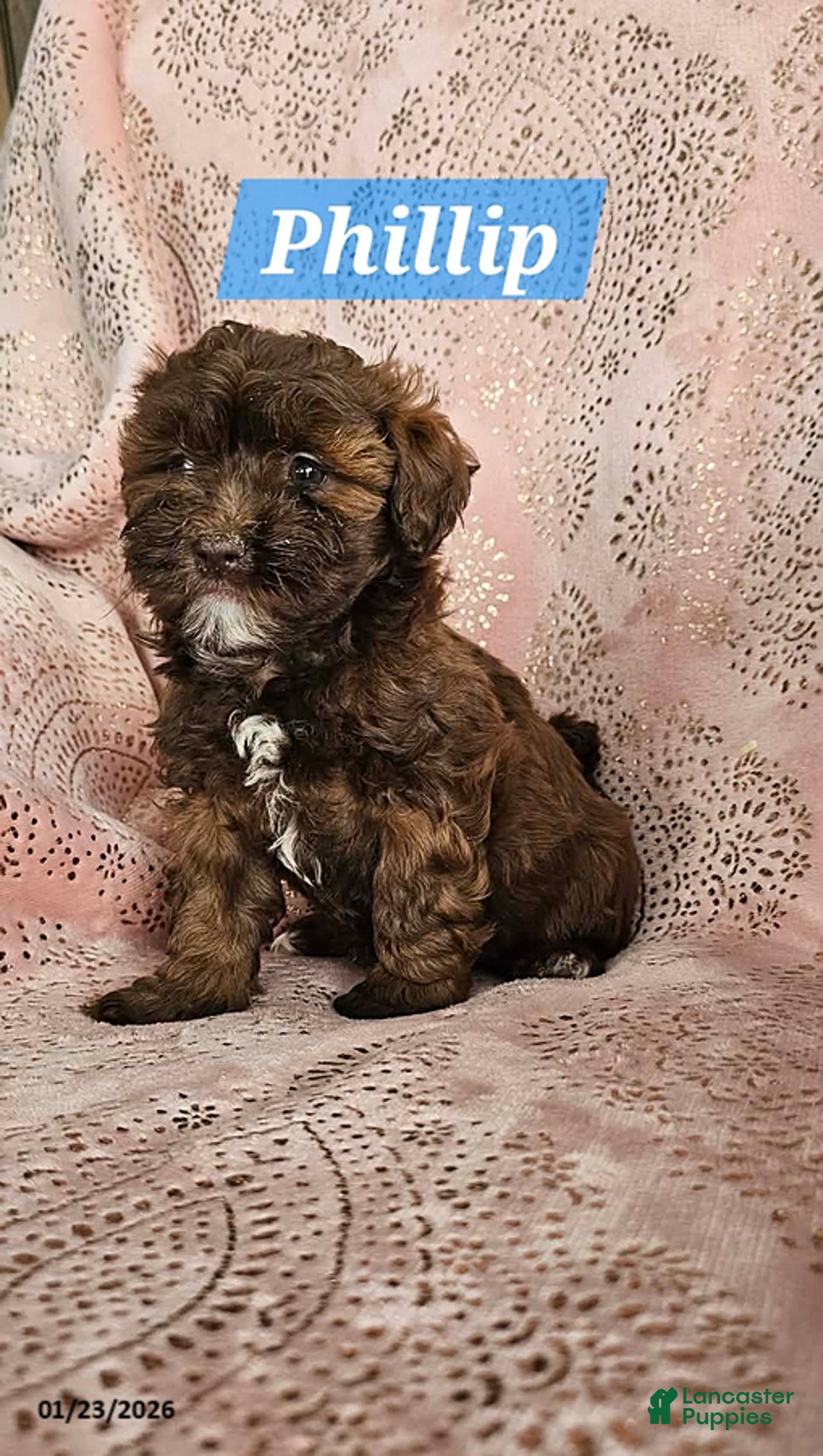 Shihpoo dogs for sale: Phillip - Ad 5